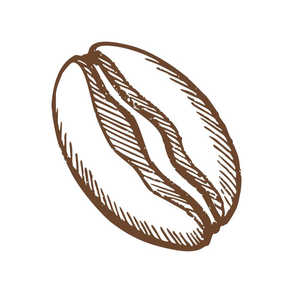 Coffee Bean Sketch Icon vector