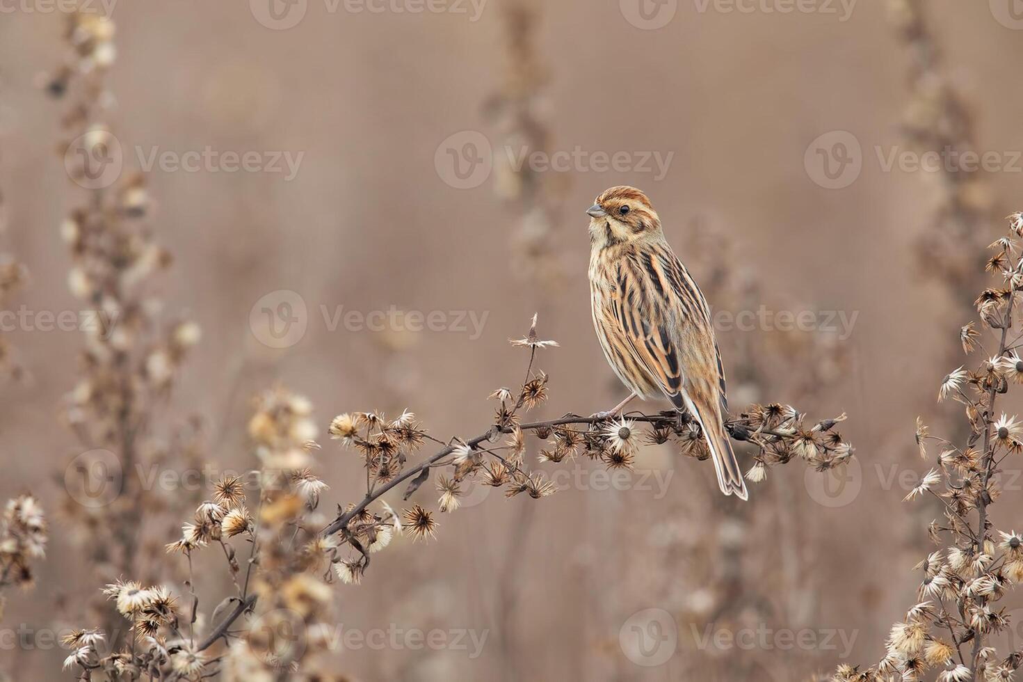 Bird Photography, Bird Picture, Most Beautiful Bird Photography, Nature Photography photo