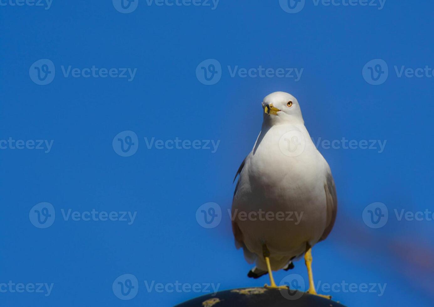 pájaro fotografía, pájaro imagen, más hermosa pájaro fotografía, naturaleza fotografía foto