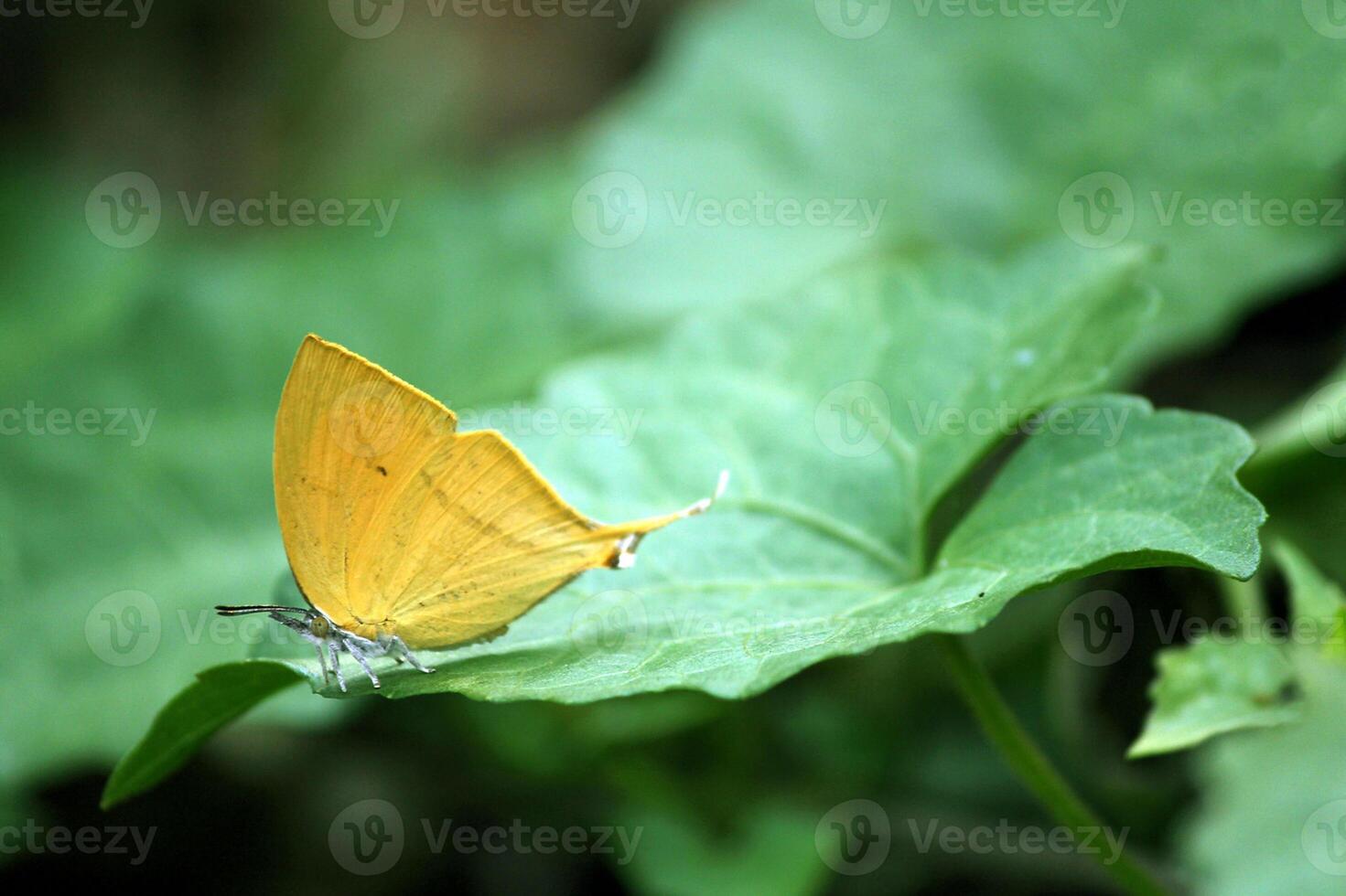 Monarch, Beautiful Butterfly Photography, Beautiful butterfly on flower, Macro Photography, Beautyful Nature photo