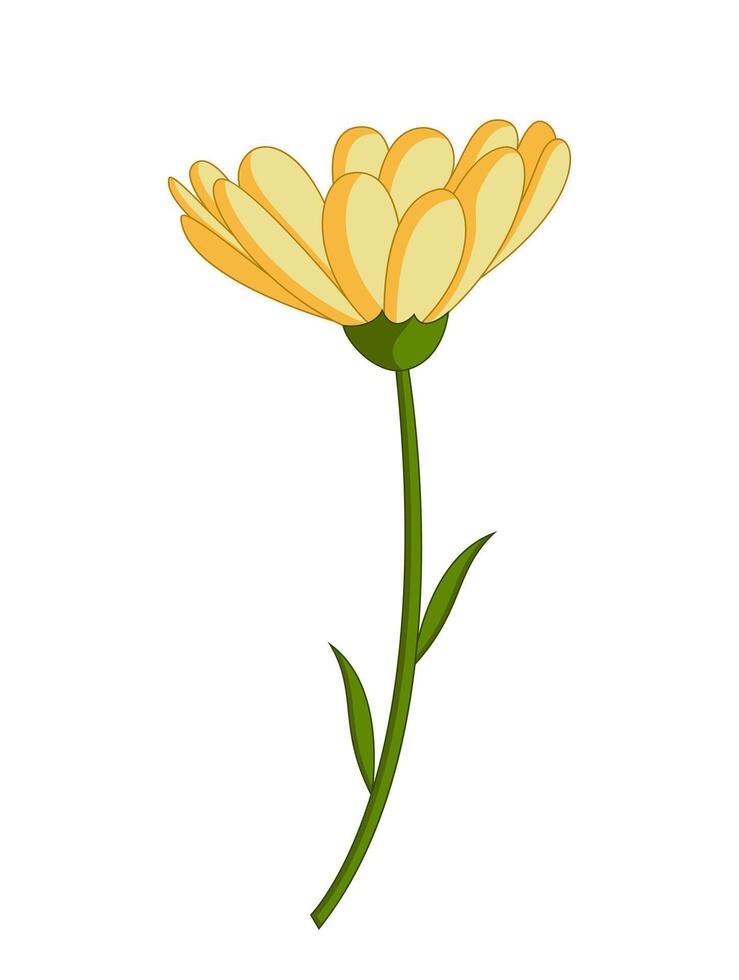 Single Yellow Chrysanthemum Bud Vector Illustration