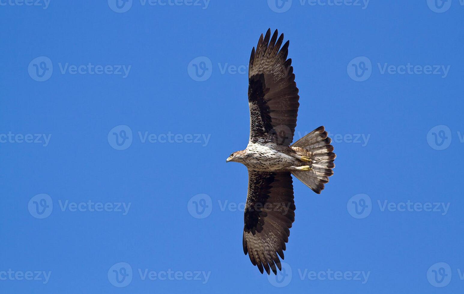 Bird Photography, Bird Picture, Most Beautiful Bird Photography, Nature Photography photo