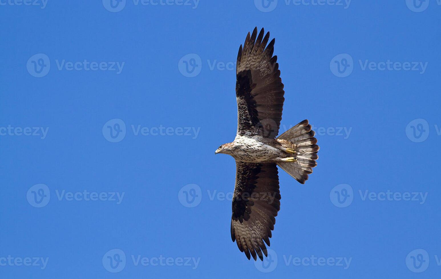 pájaro fotografía, pájaro imagen, más hermosa pájaro fotografía, naturaleza fotografía foto