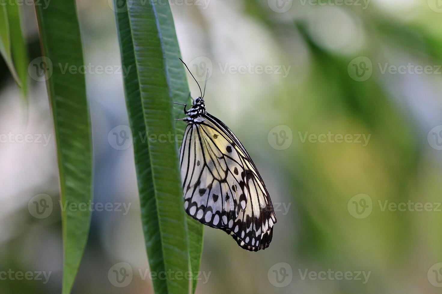 Monarch, Beautiful Butterfly Photography, Beautiful butterfly on flower, Macro Photography, Beautyful Nature photo