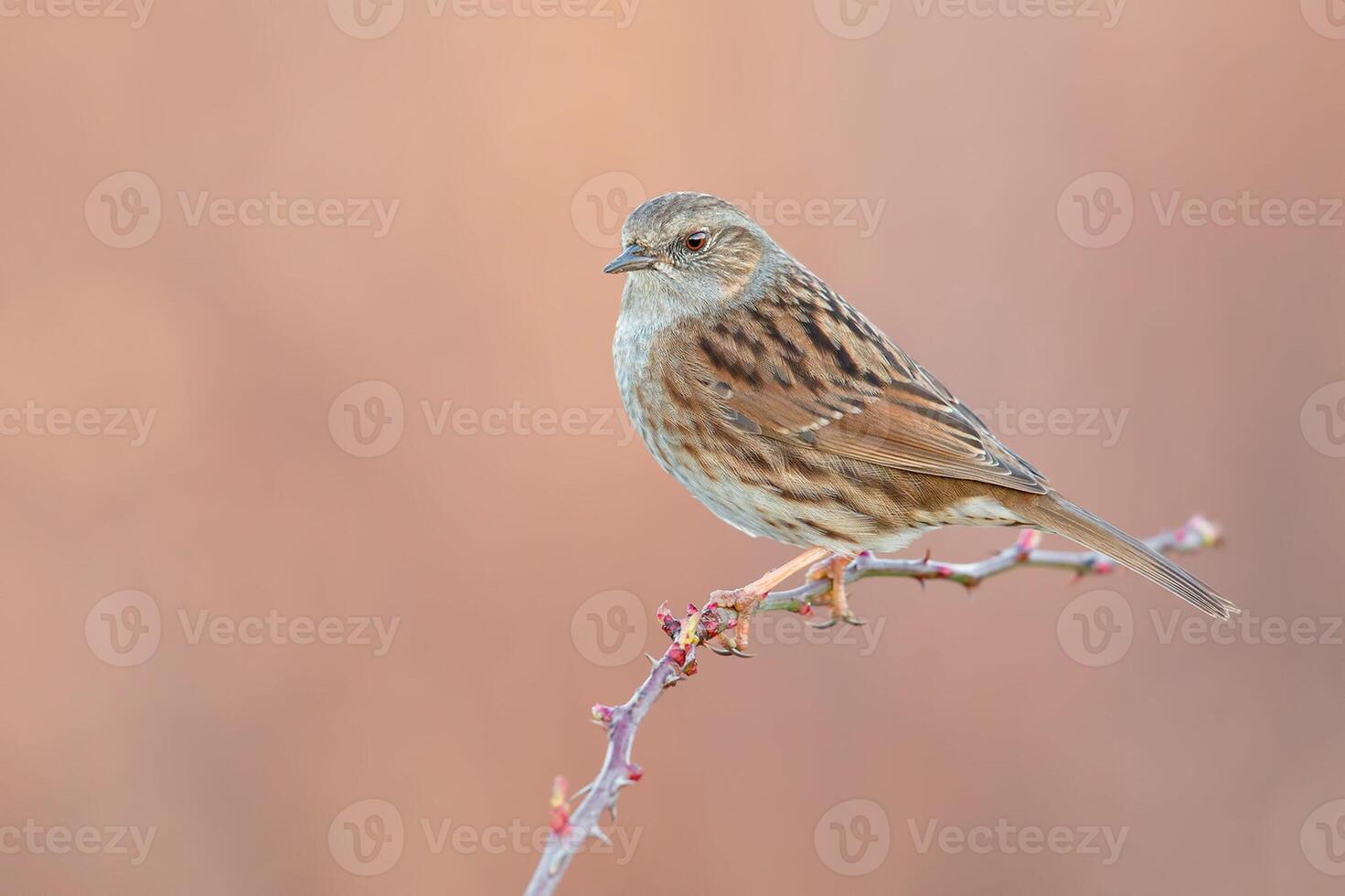 Bird Photography, Bird Picture, Most Beautiful Bird Photography, Nature Photography photo