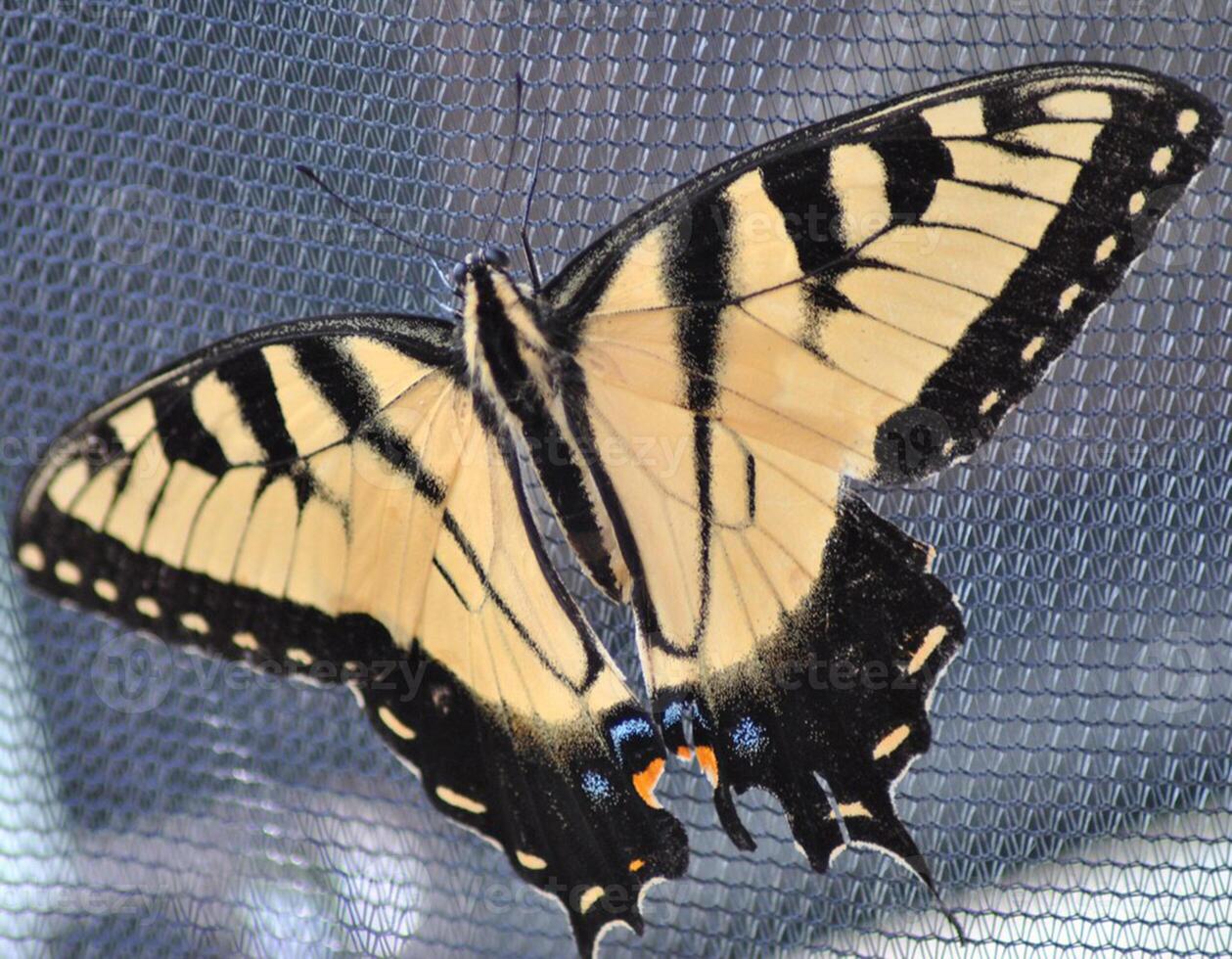 monarca, hermosa mariposa fotografía, hermosa mariposa en flor, macro fotografía, bello naturaleza foto