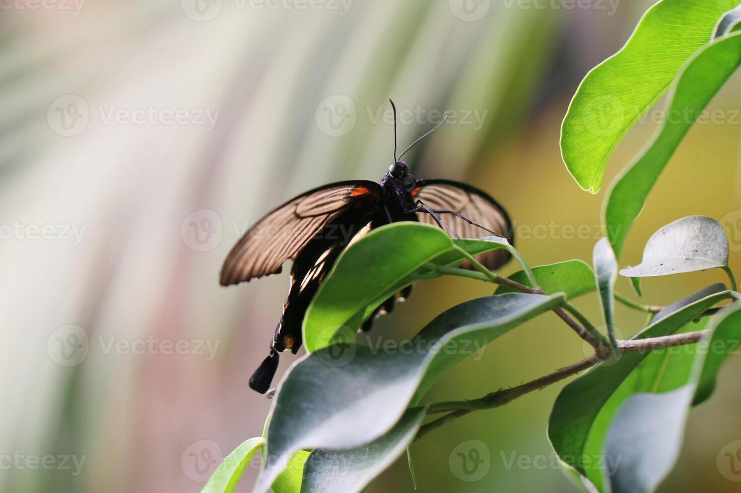 Monarch, Beautiful Butterfly Photography, Beautiful butterfly on flower, Macro Photography, Beautyful Nature photo