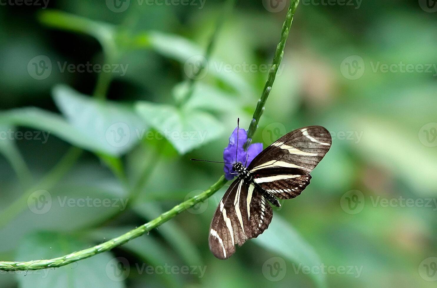 monarca, hermosa mariposa fotografía, hermosa mariposa en flor, macro fotografía, bello naturaleza foto