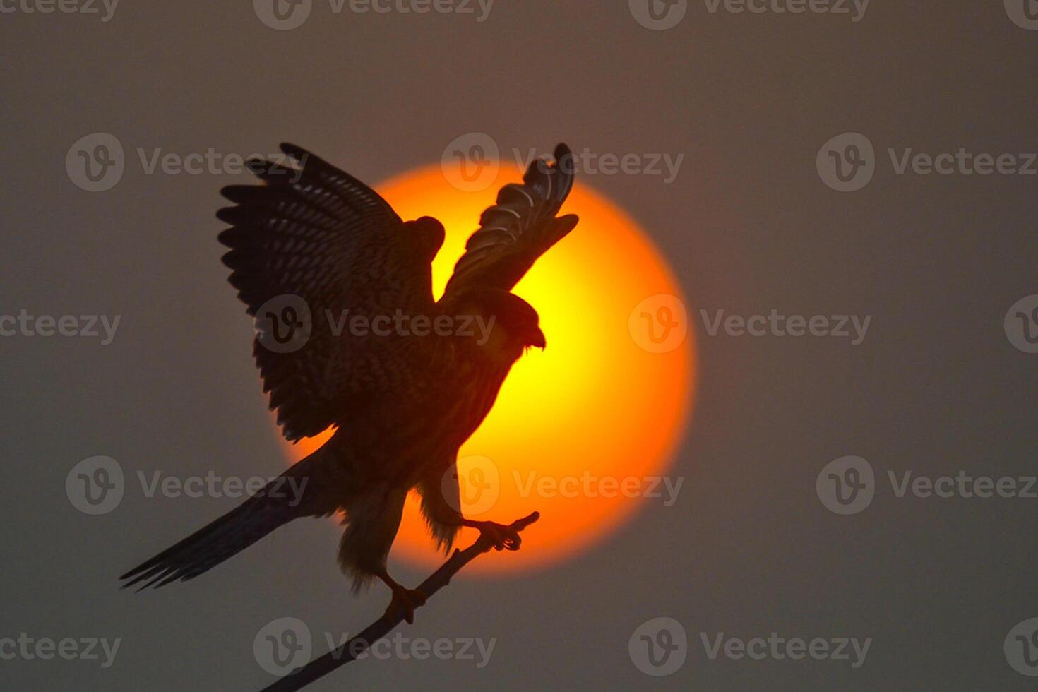 pájaro fotografía, pájaro imagen, más hermosa pájaro fotografía, naturaleza fotografía foto