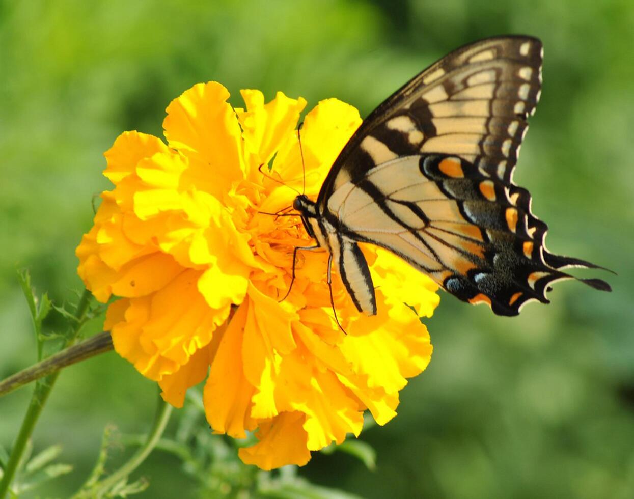 Monarch, Beautiful Butterfly Photography, Beautiful butterfly on flower, Macro Photography, Beautyful Nature photo