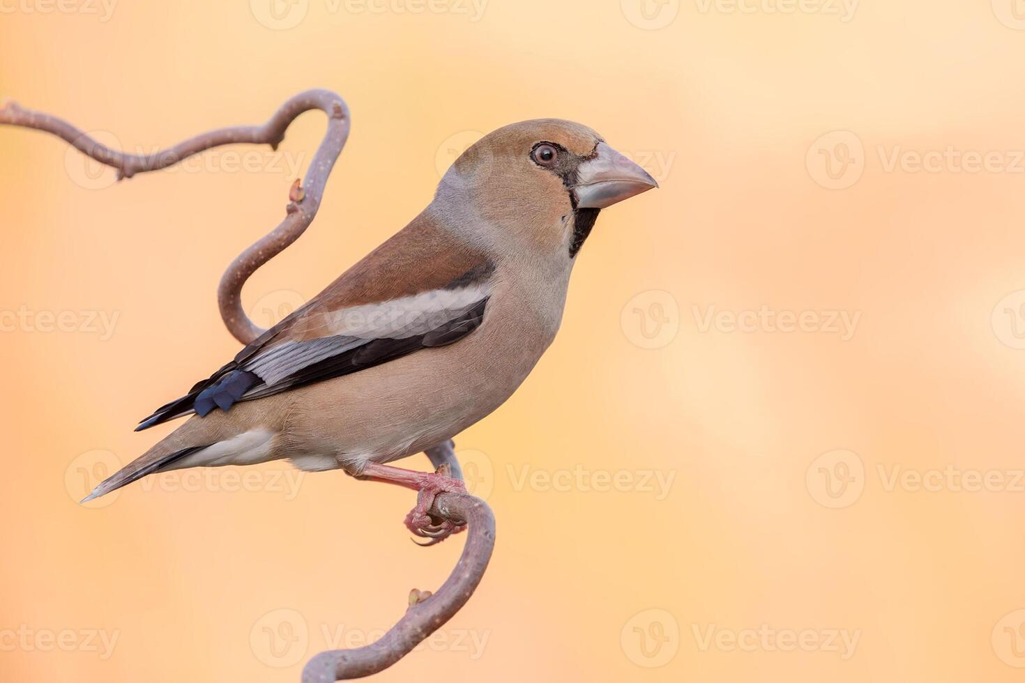 pájaro fotografía, pájaro imagen, más hermosa pájaro fotografía, naturaleza fotografía foto