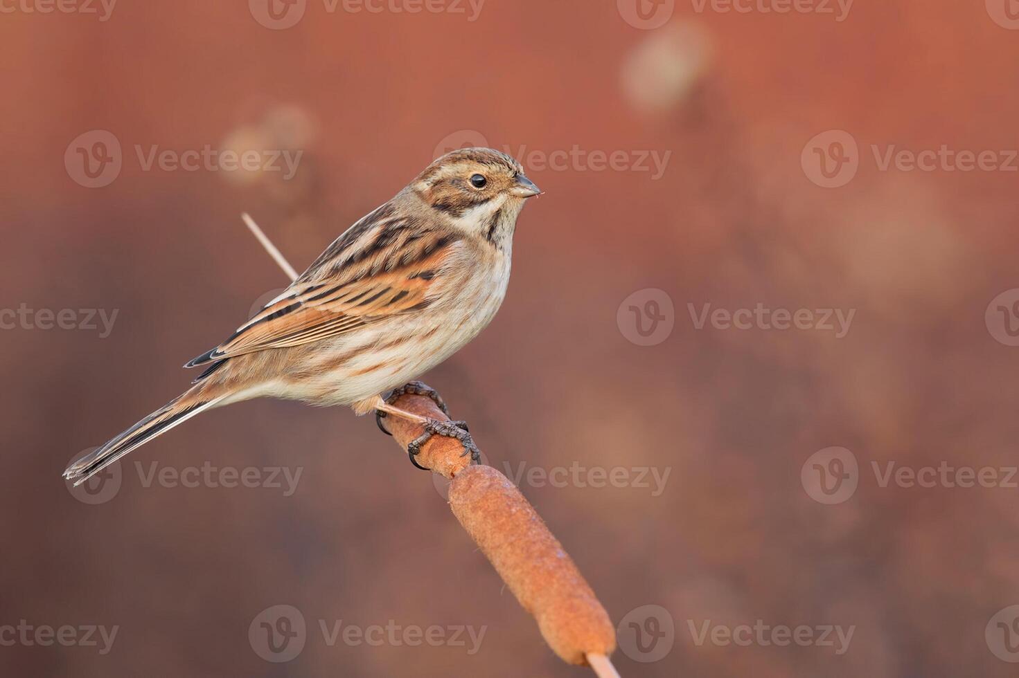 Bird Photography, Bird Picture, Most Beautiful Bird Photography, Nature Photography photo
