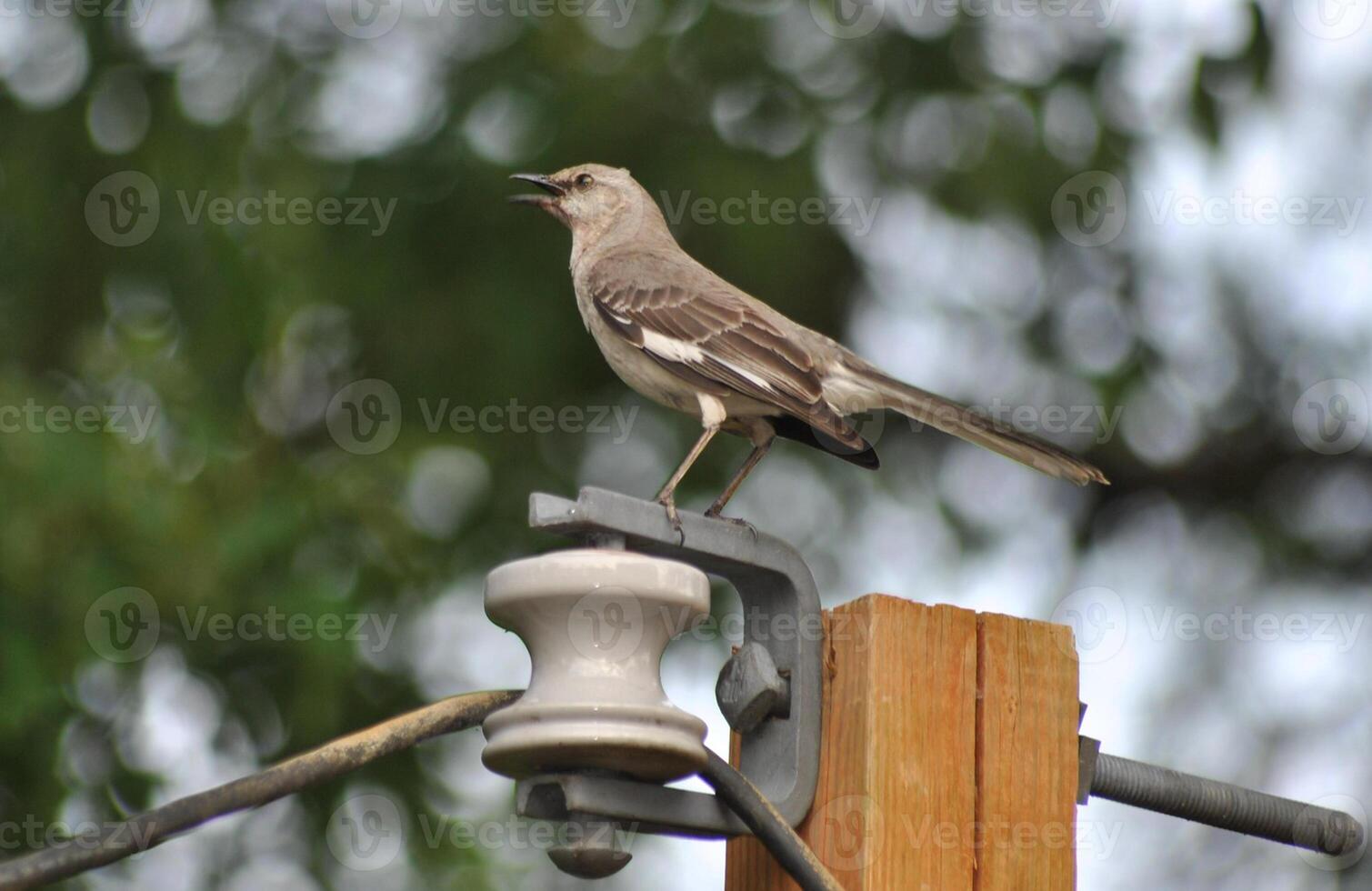 Bird Photography, Bird Picture, Most Beautiful Bird Photography, Nature Photography photo