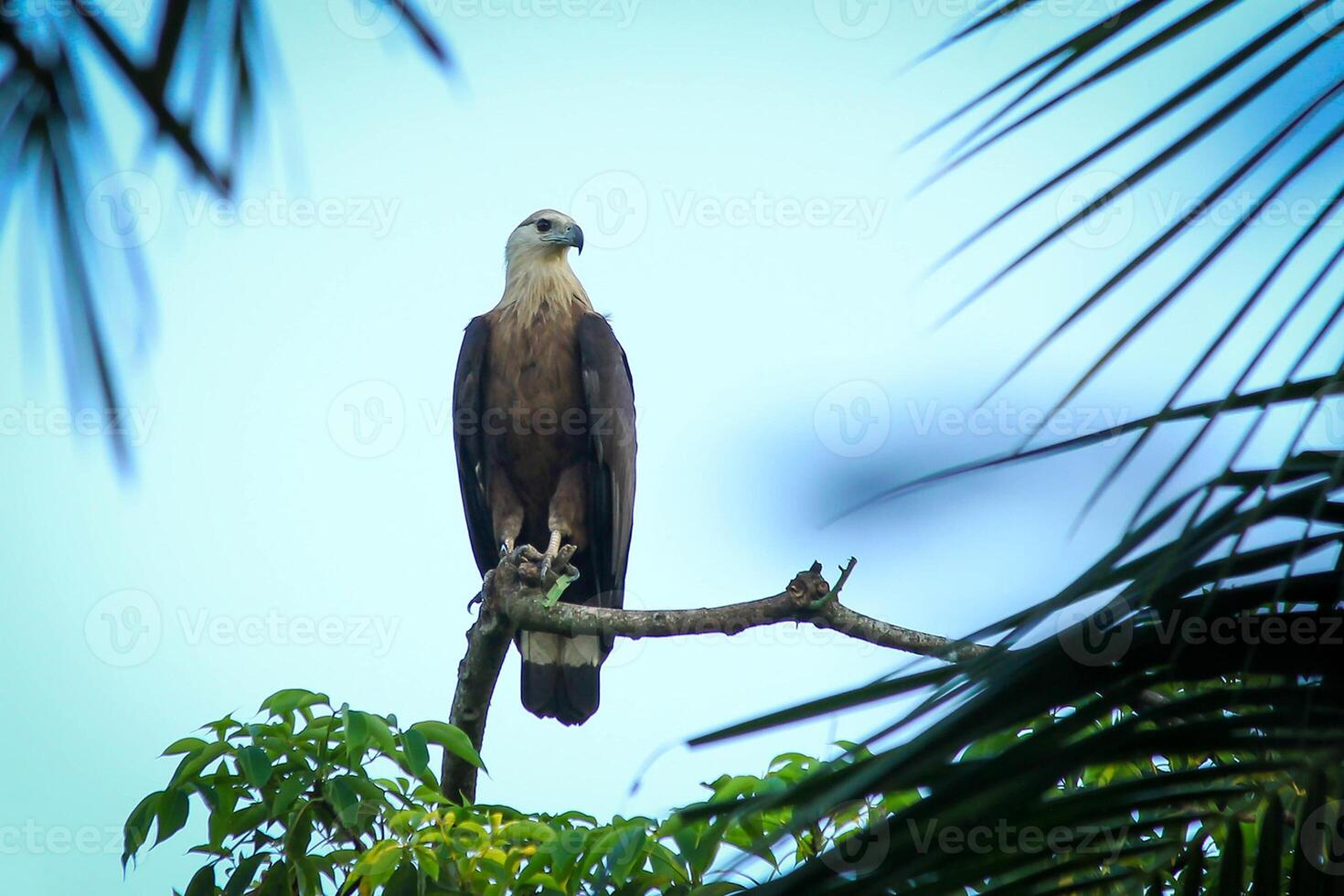 Bird Photography, Bird Picture, Most Beautiful Bird Photography, Nature Photography photo