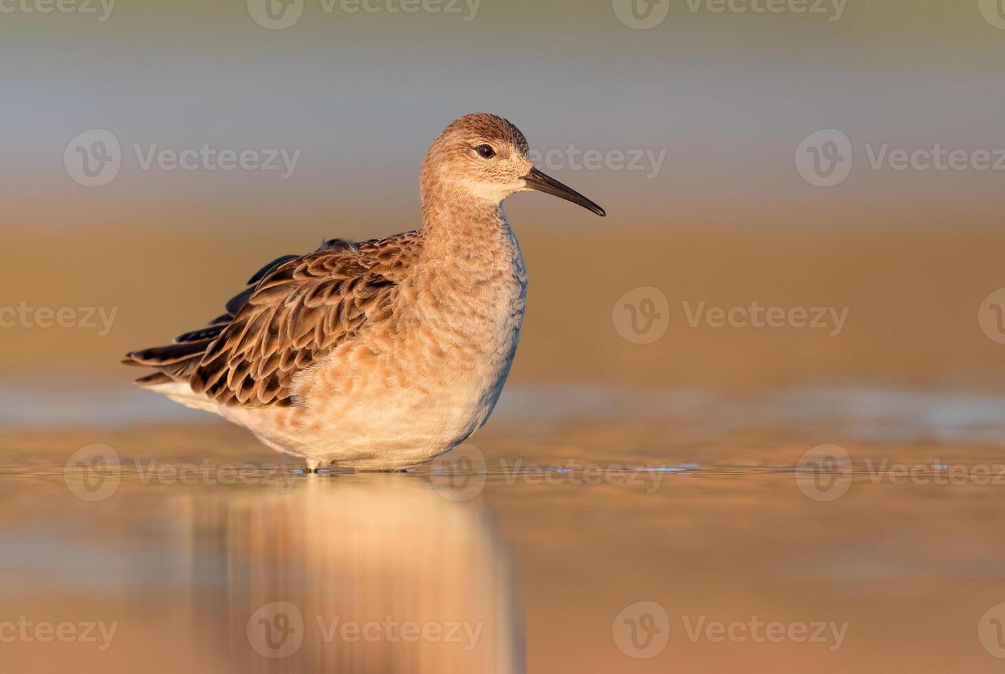 pájaro fotografía, pájaro imagen, más hermosa pájaro fotografía, naturaleza fotografía foto