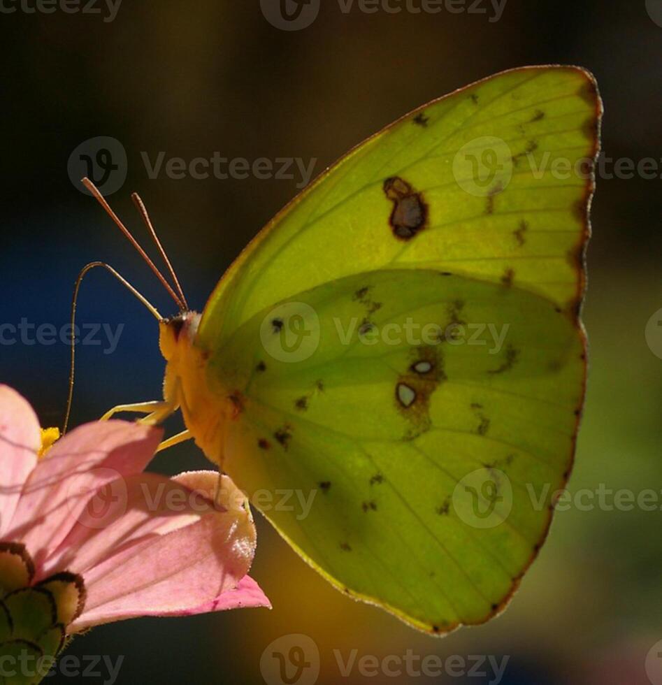 Monarch, Beautiful Butterfly Photography, Beautiful butterfly on flower, Macro Photography, Beautyful Nature photo