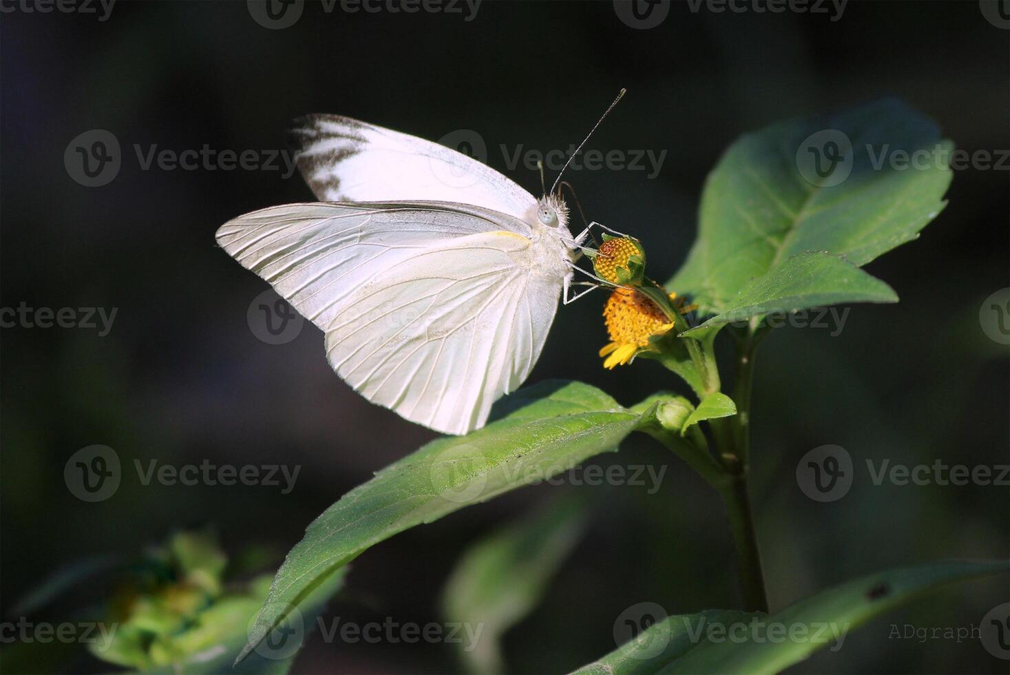 Monarch, Beautiful Butterfly Photography, Beautiful butterfly on flower, Macro Photography, Beautyful Nature photo