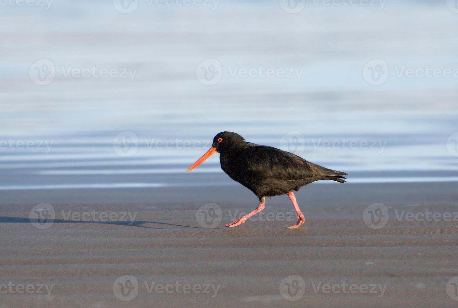 Bird Photography, Bird Picture, Most Beautiful Bird Photography, Nature Photography photo