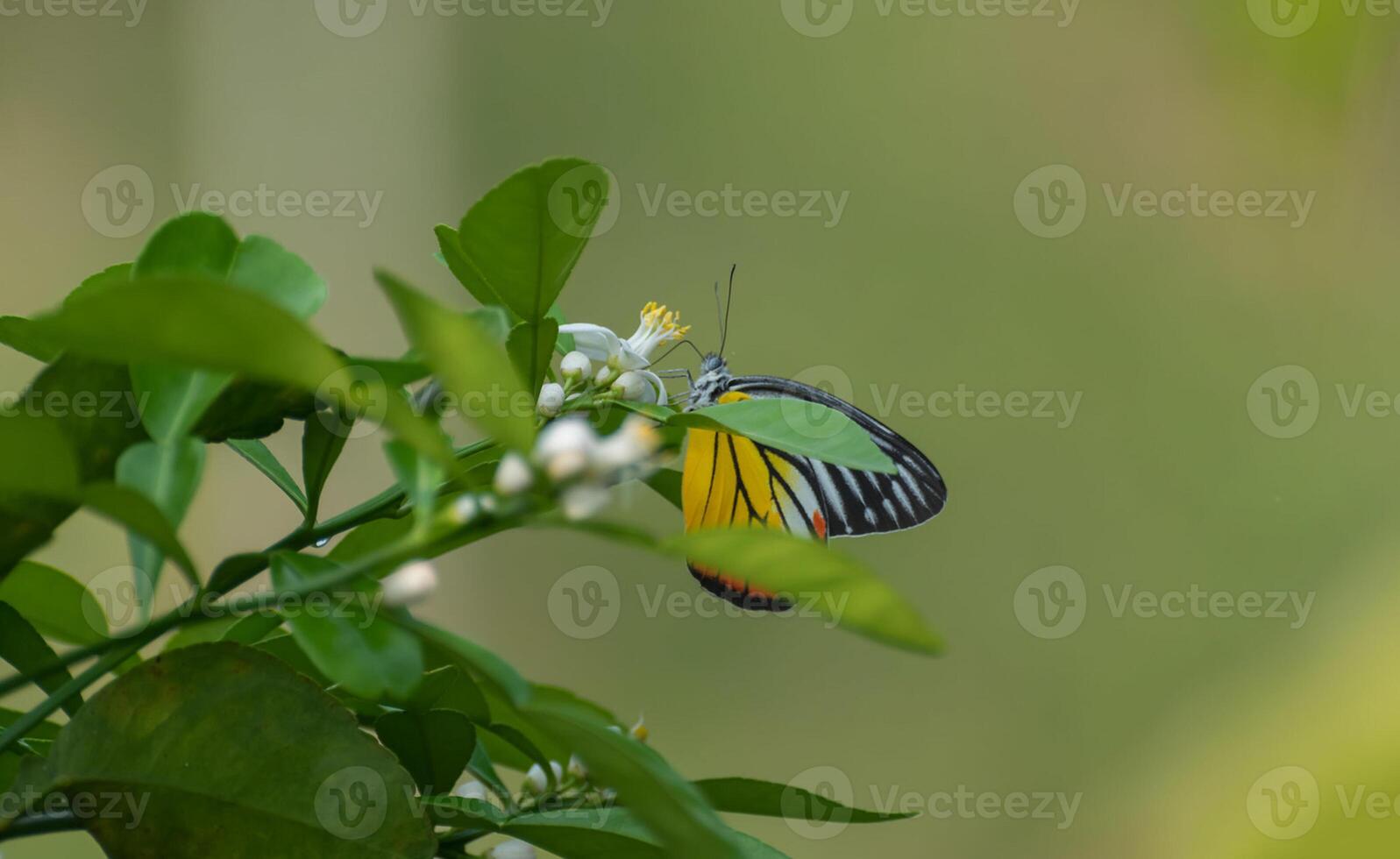 Monarch, Beautiful Butterfly Photography, Beautiful butterfly on flower, Macro Photography, Beautyful Nature photo