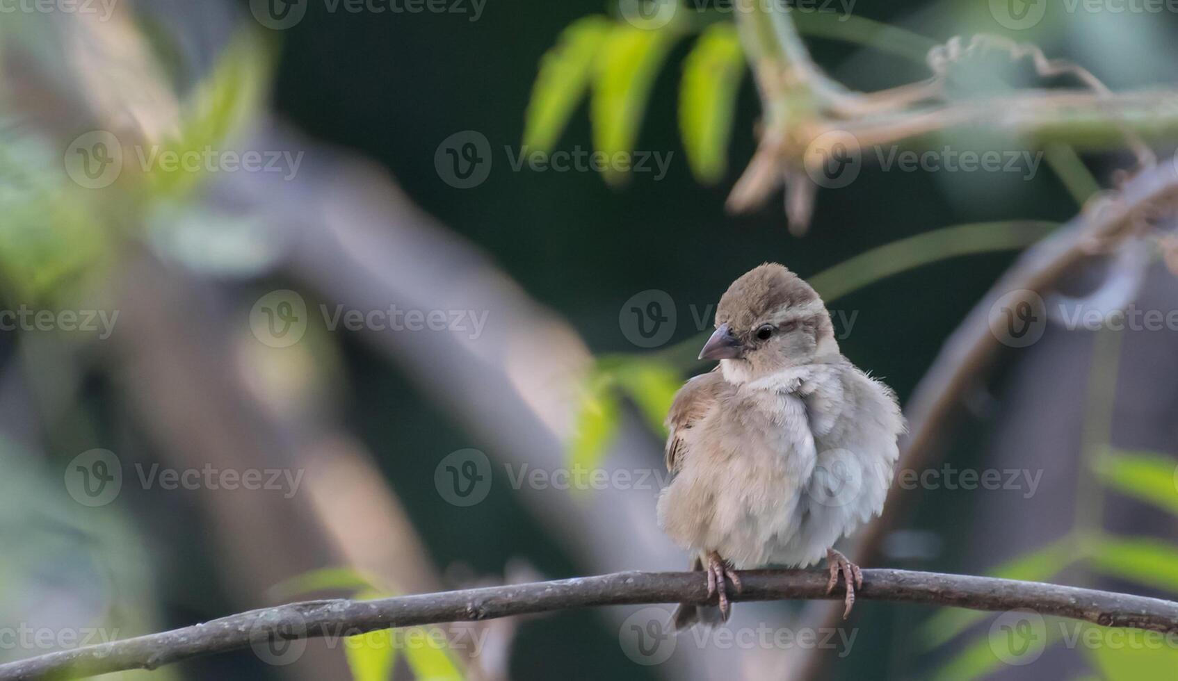 Bird Photography, Bird Picture, Most Beautiful Bird Photography, Nature Photography photo