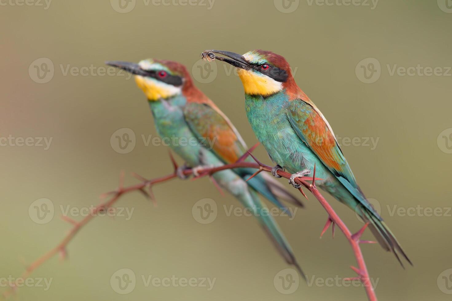 pájaro fotografía, pájaro imagen, más hermosa pájaro fotografía, naturaleza fotografía foto