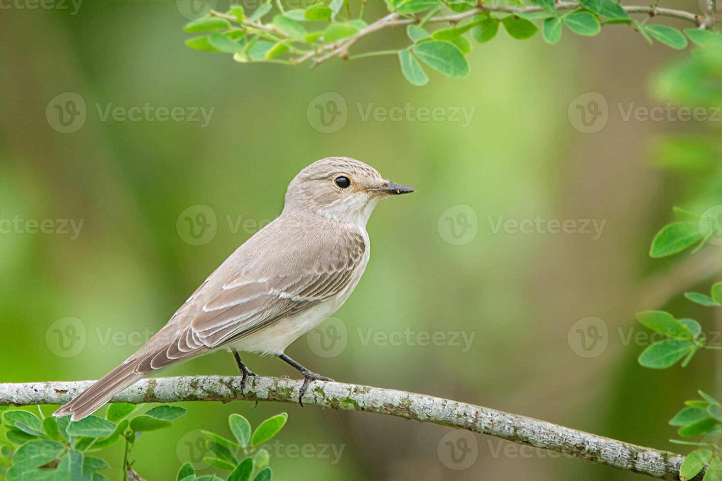 Bird Photography, Bird Picture, Most Beautiful Bird Photography, Nature Photography photo