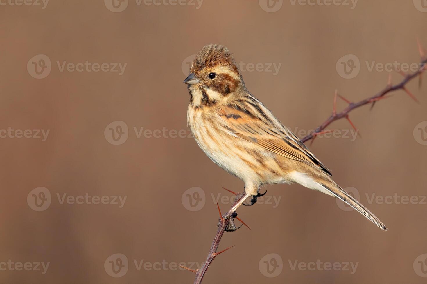Bird Photography, Bird Picture, Most Beautiful Bird Photography, Nature Photography photo