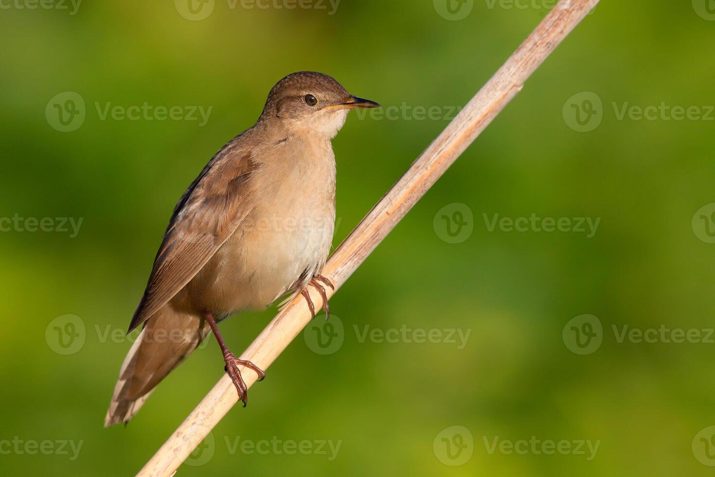 pájaro fotografía, pájaro imagen, más hermosa pájaro fotografía, naturaleza fotografía foto