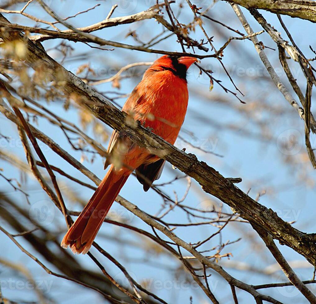 Bird Photography, Bird Picture, Most Beautiful Bird Photography, Nature Photography photo