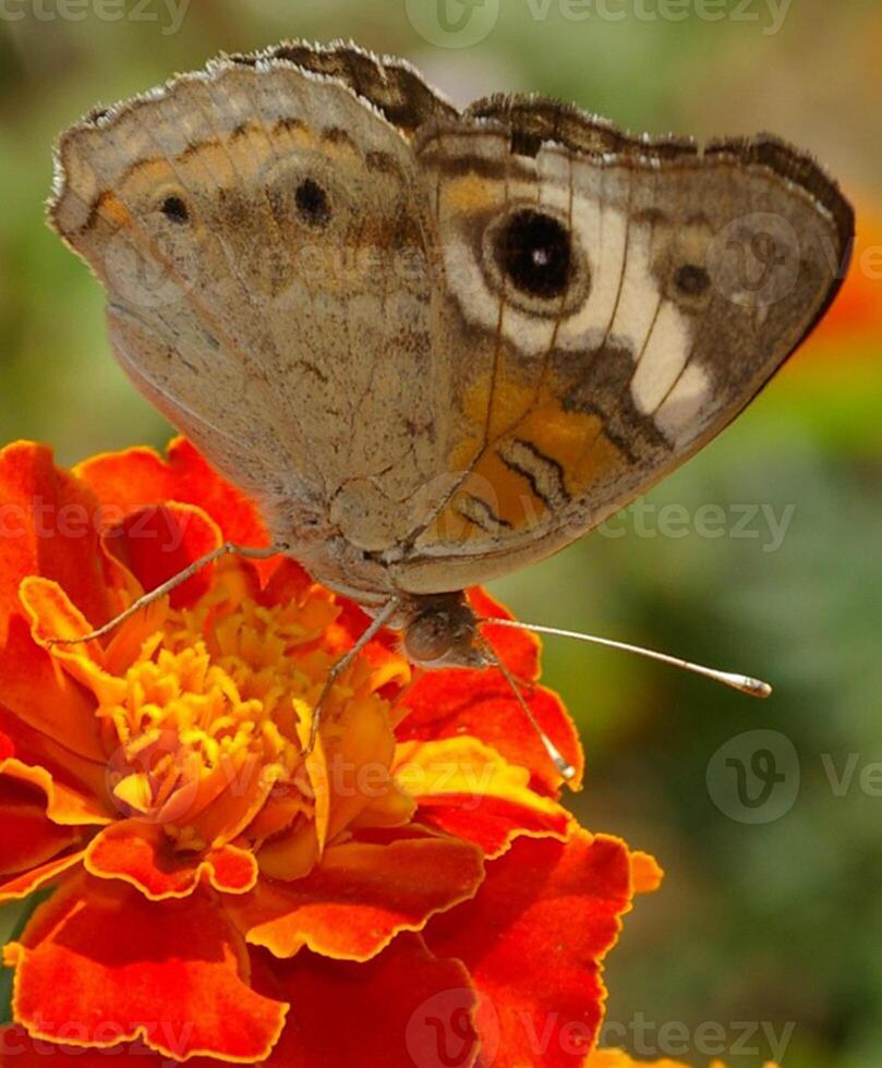 Monarch, Beautiful Butterfly Photography, Beautiful butterfly on flower, Macro Photography, Beautyful Nature photo