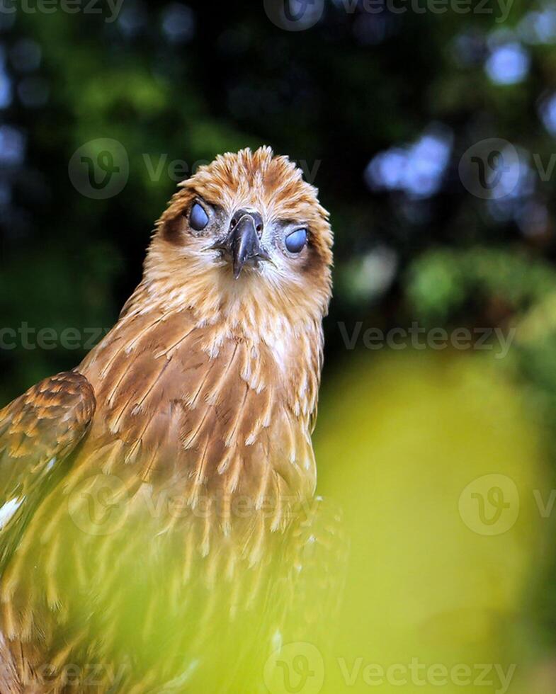 pájaro fotografía, pájaro imagen, más hermosa pájaro fotografía, naturaleza fotografía foto