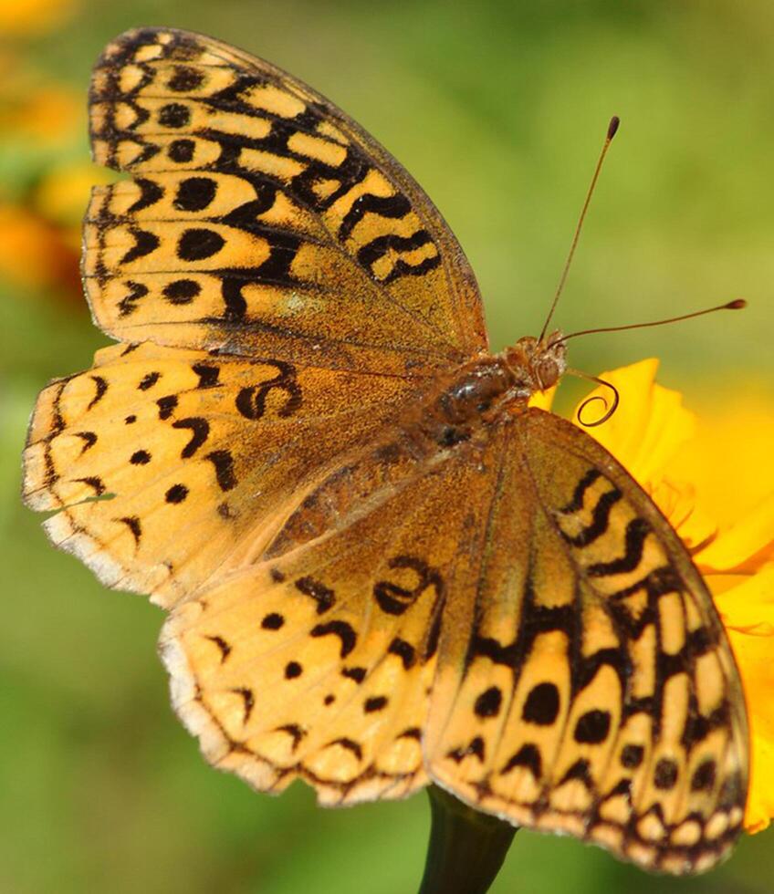 Monarch, Beautiful Butterfly Photography, Beautiful butterfly on flower, Macro Photography, Beautyful Nature photo