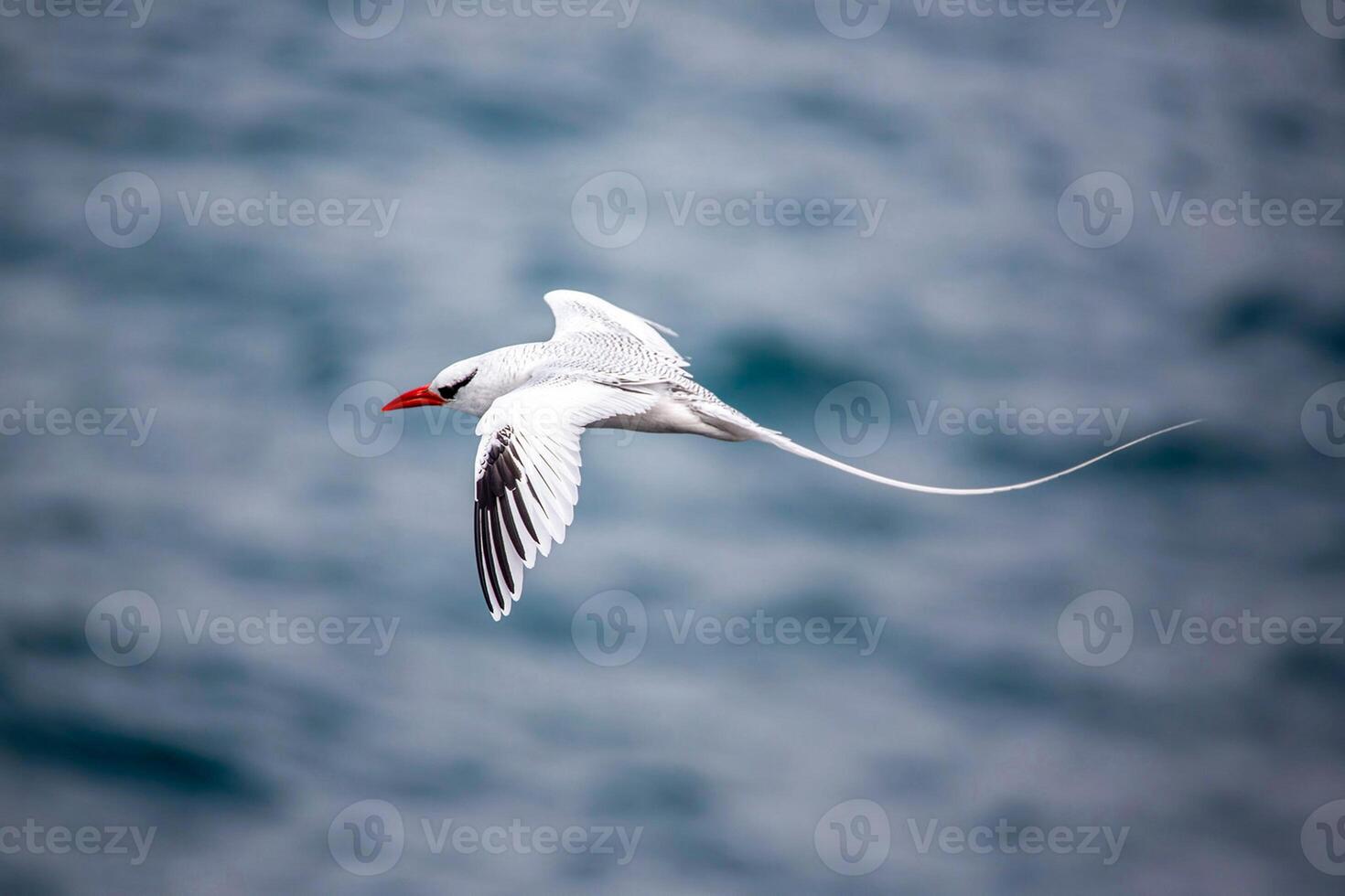 Bird Photography, Bird Picture, Most Beautiful Bird Photography, Nature Photography photo