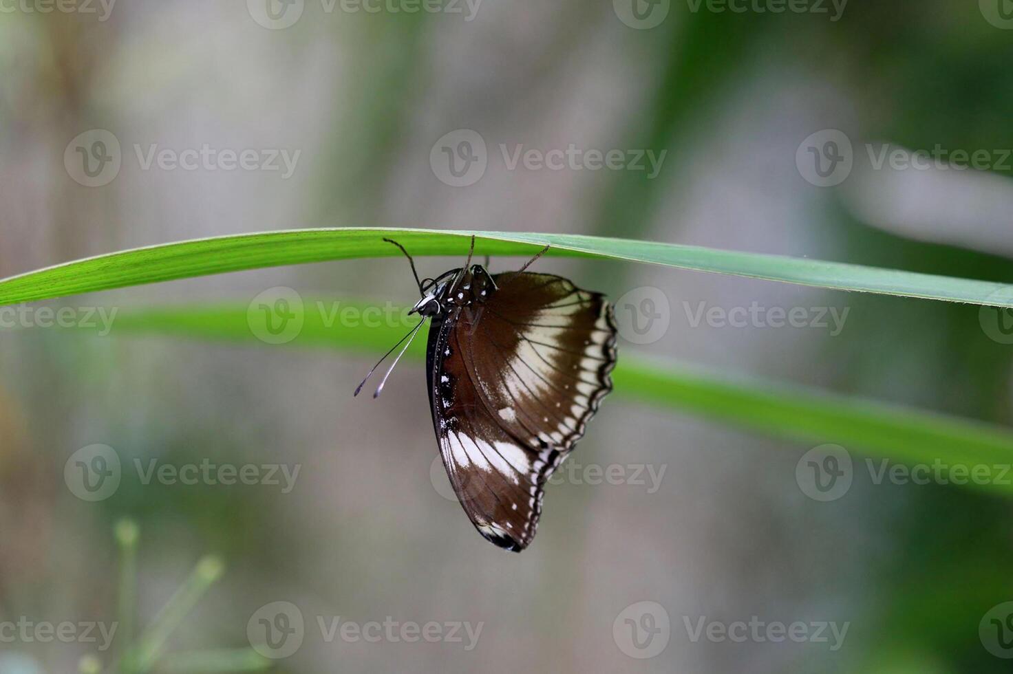 Monarch, Beautiful Butterfly Photography, Beautiful butterfly on flower, Macro Photography, Beautyful Nature photo