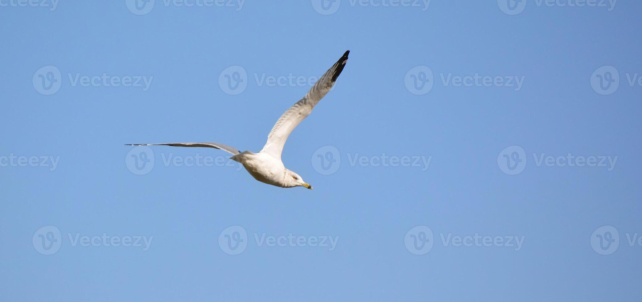 pájaro fotografía, pájaro imagen, más hermosa pájaro fotografía, naturaleza fotografía foto