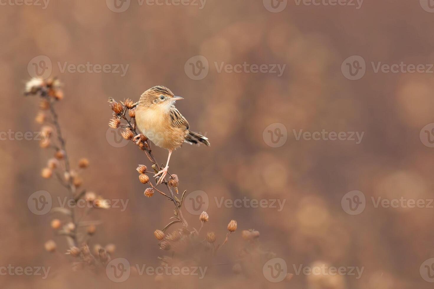 Bird Photography, Bird Picture, Most Beautiful Bird Photography, Nature Photography photo