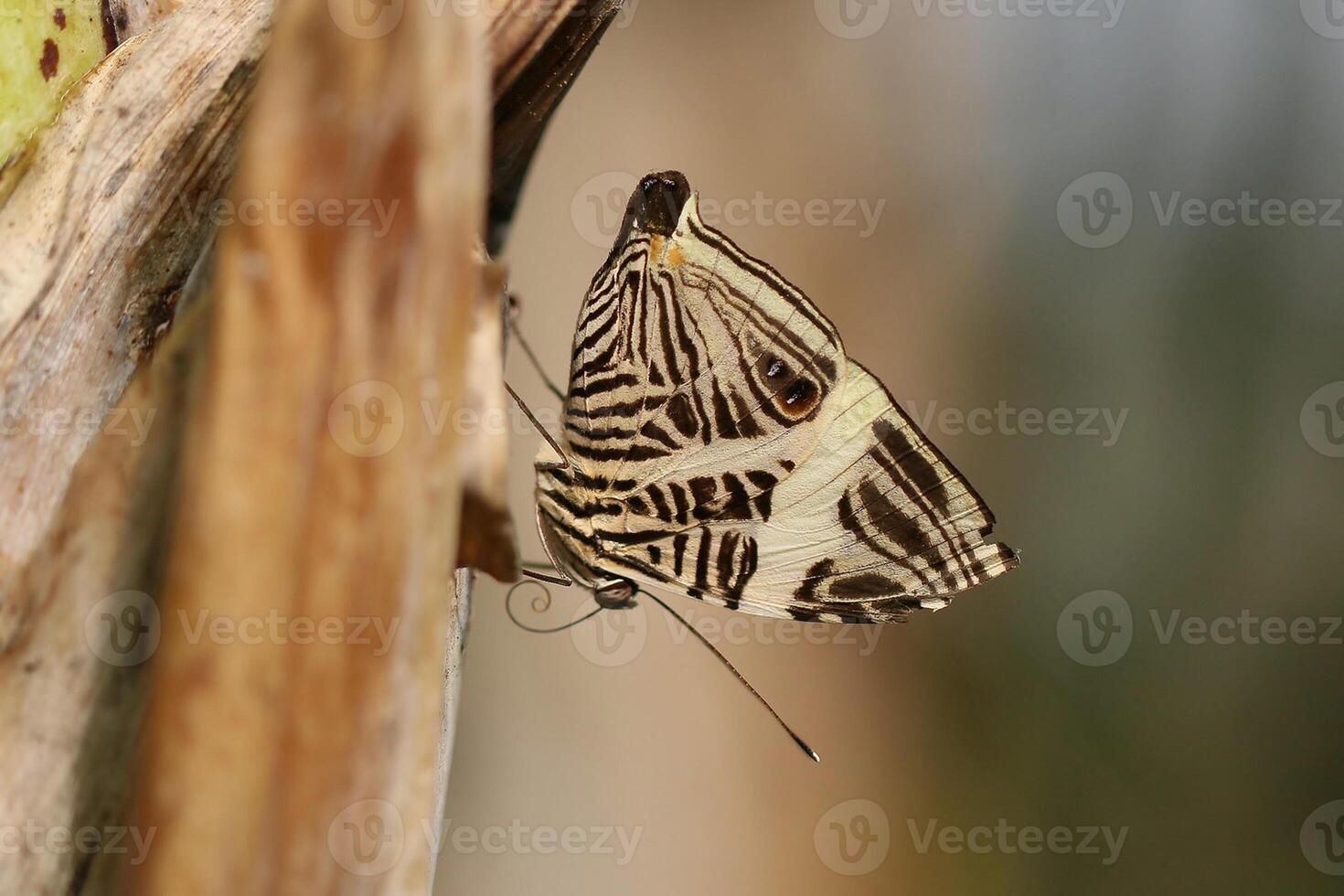 Monarch, Beautiful Butterfly Photography, Beautiful butterfly on flower, Macro Photography, Beautyful Nature photo