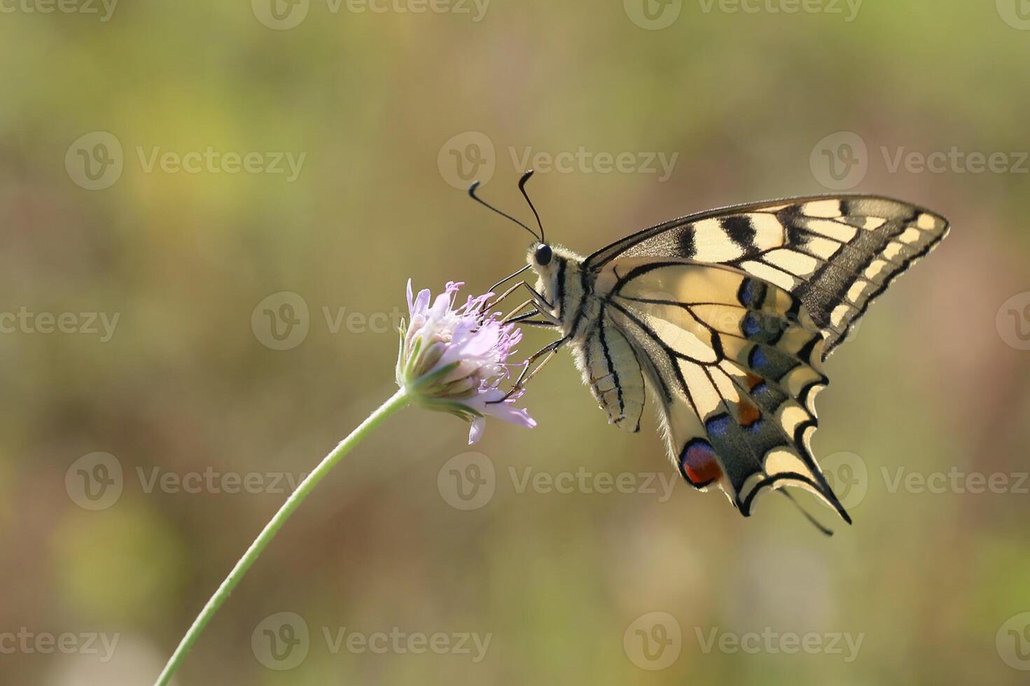 Monarch, Beautiful Butterfly Photography, Beautiful butterfly on flower, Macro Photography, Beautyful Nature photo