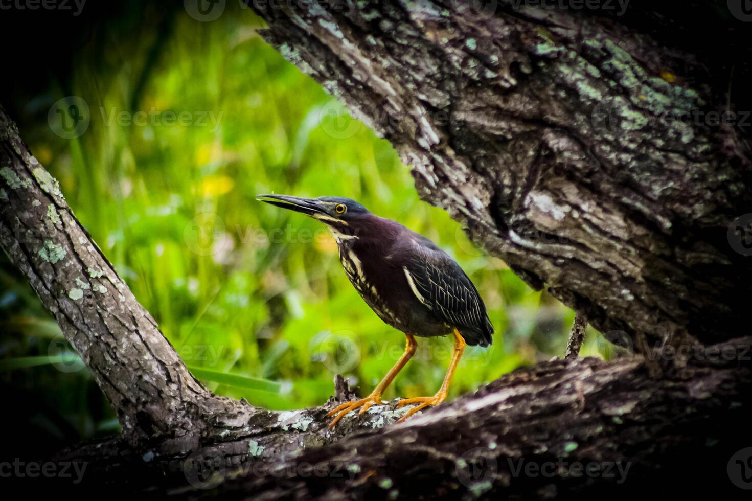 Bird Photography, Bird Picture, Most Beautiful Bird Photography, Nature Photography photo