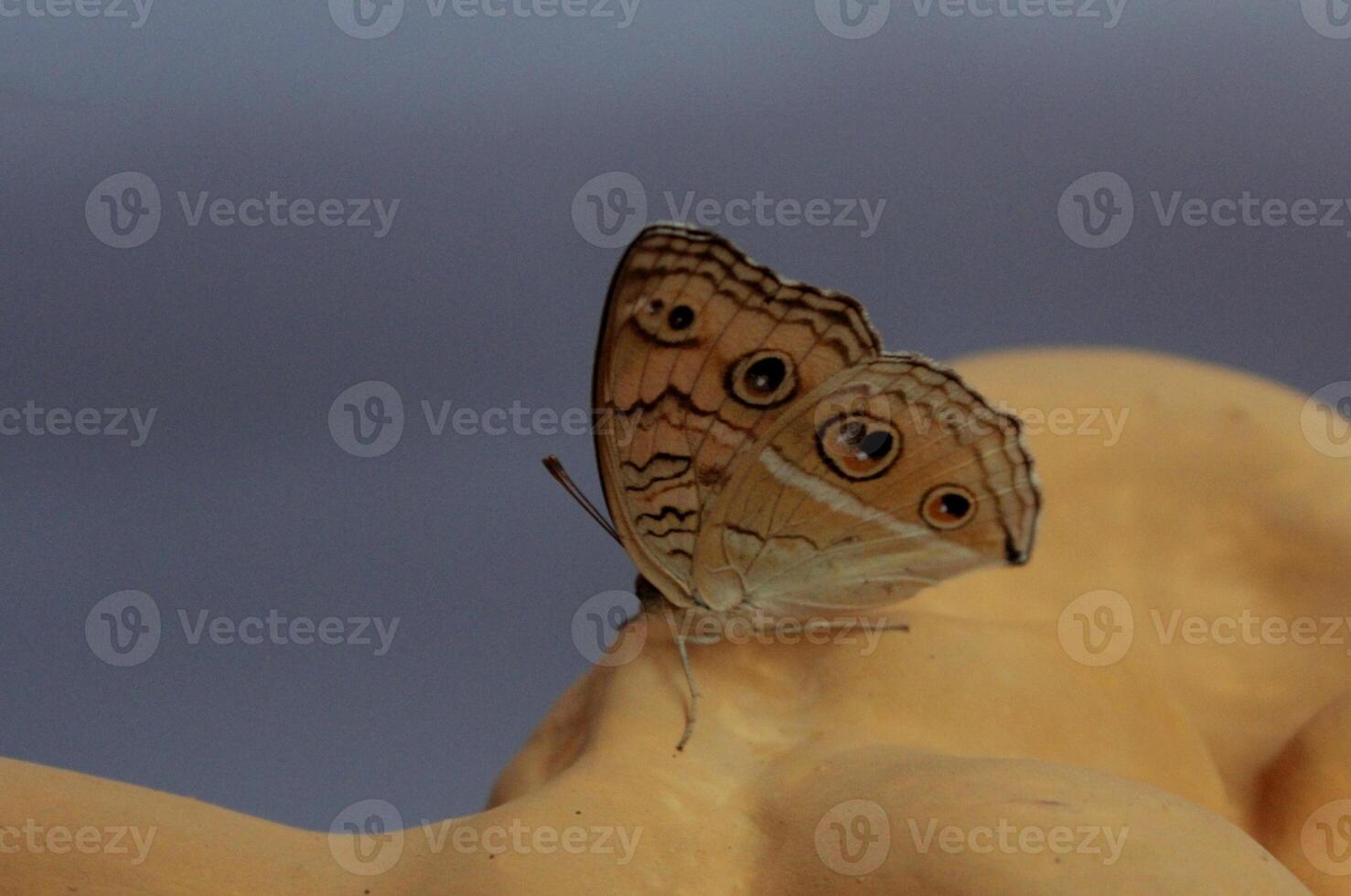 monarca, hermosa mariposa fotografía, hermosa mariposa en flor, macro fotografía, bello naturaleza foto