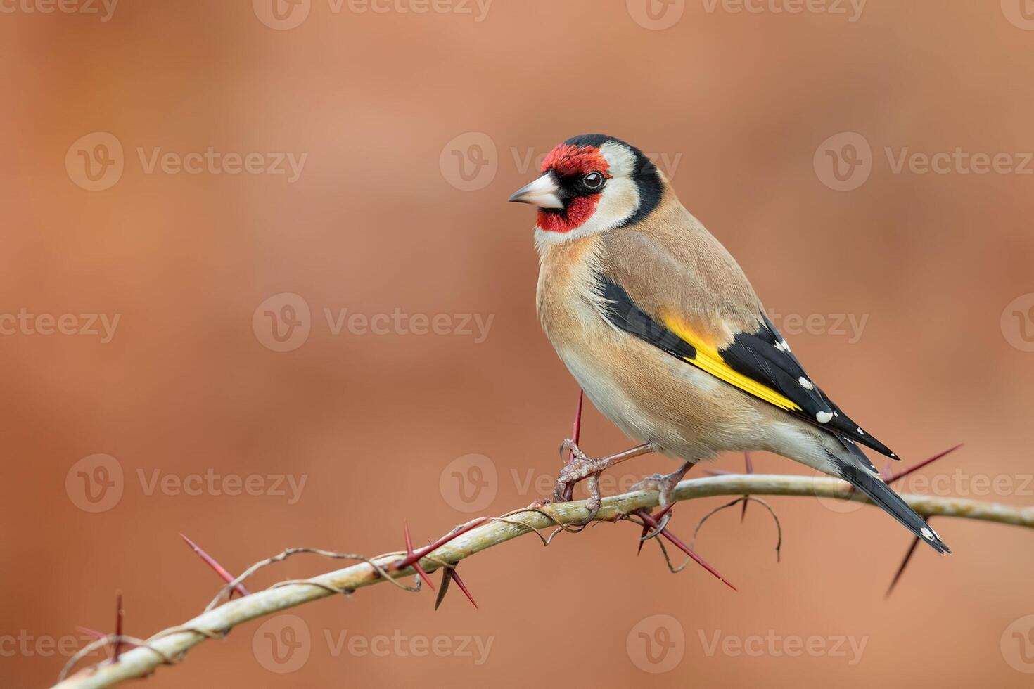 Bird Photography, Bird Picture, Most Beautiful Bird Photography, Nature Photography photo