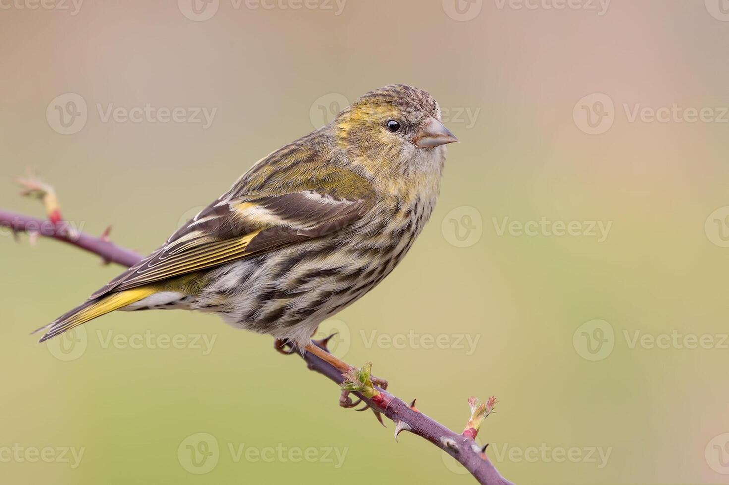 Bird Photography, Bird Picture, Most Beautiful Bird Photography, Nature Photography photo