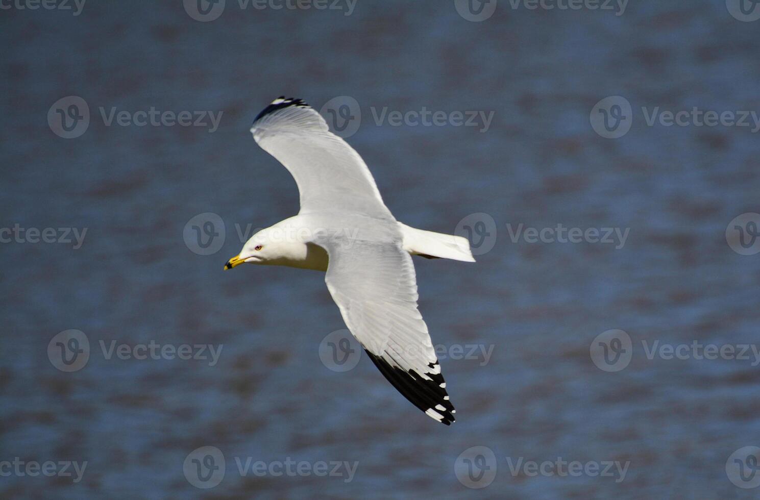 Bird Photography, Bird Picture, Most Beautiful Bird Photography, Nature Photography photo