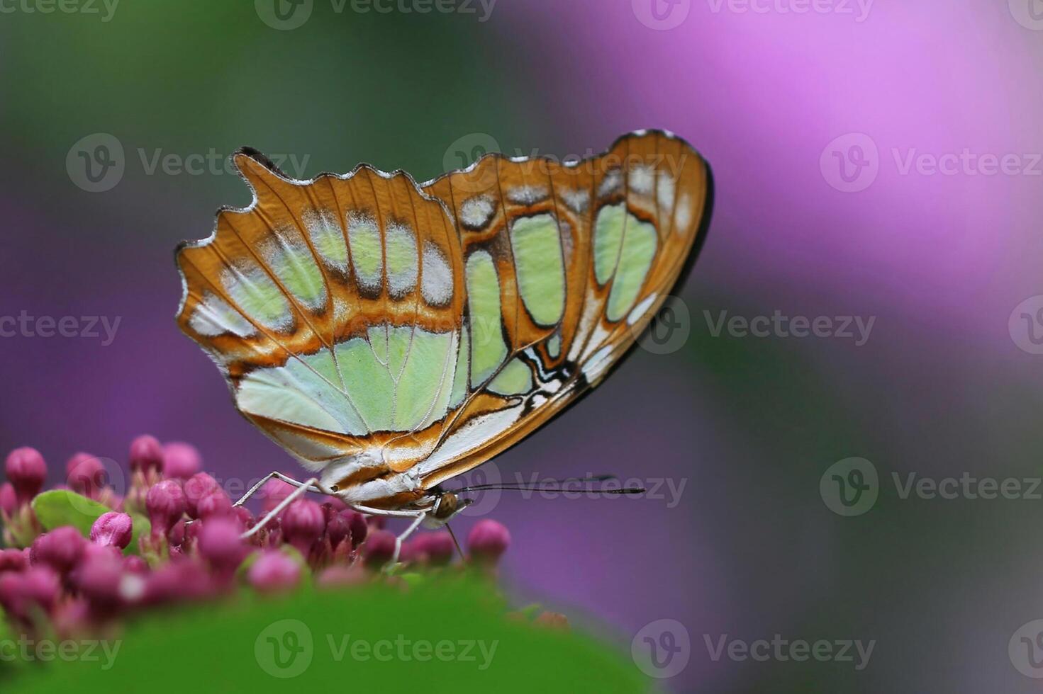 Monarch, Beautiful Butterfly Photography, Beautiful butterfly on flower, Macro Photography, Beautyful Nature photo