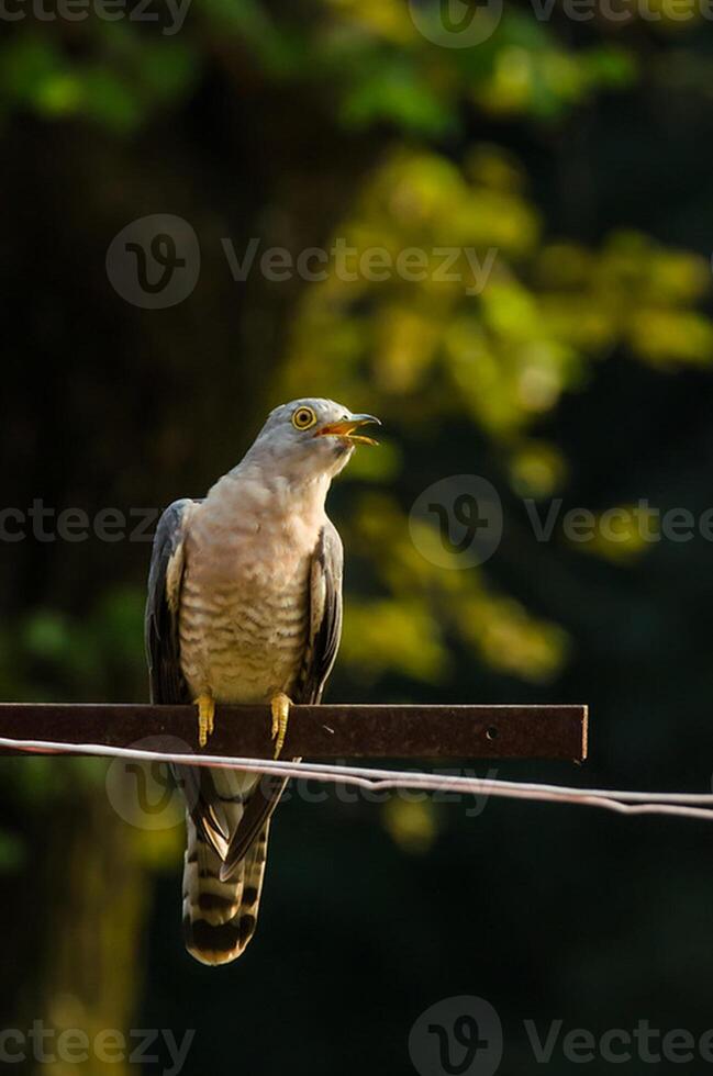 pájaro fotografía, pájaro imagen, más hermosa pájaro fotografía, naturaleza fotografía foto