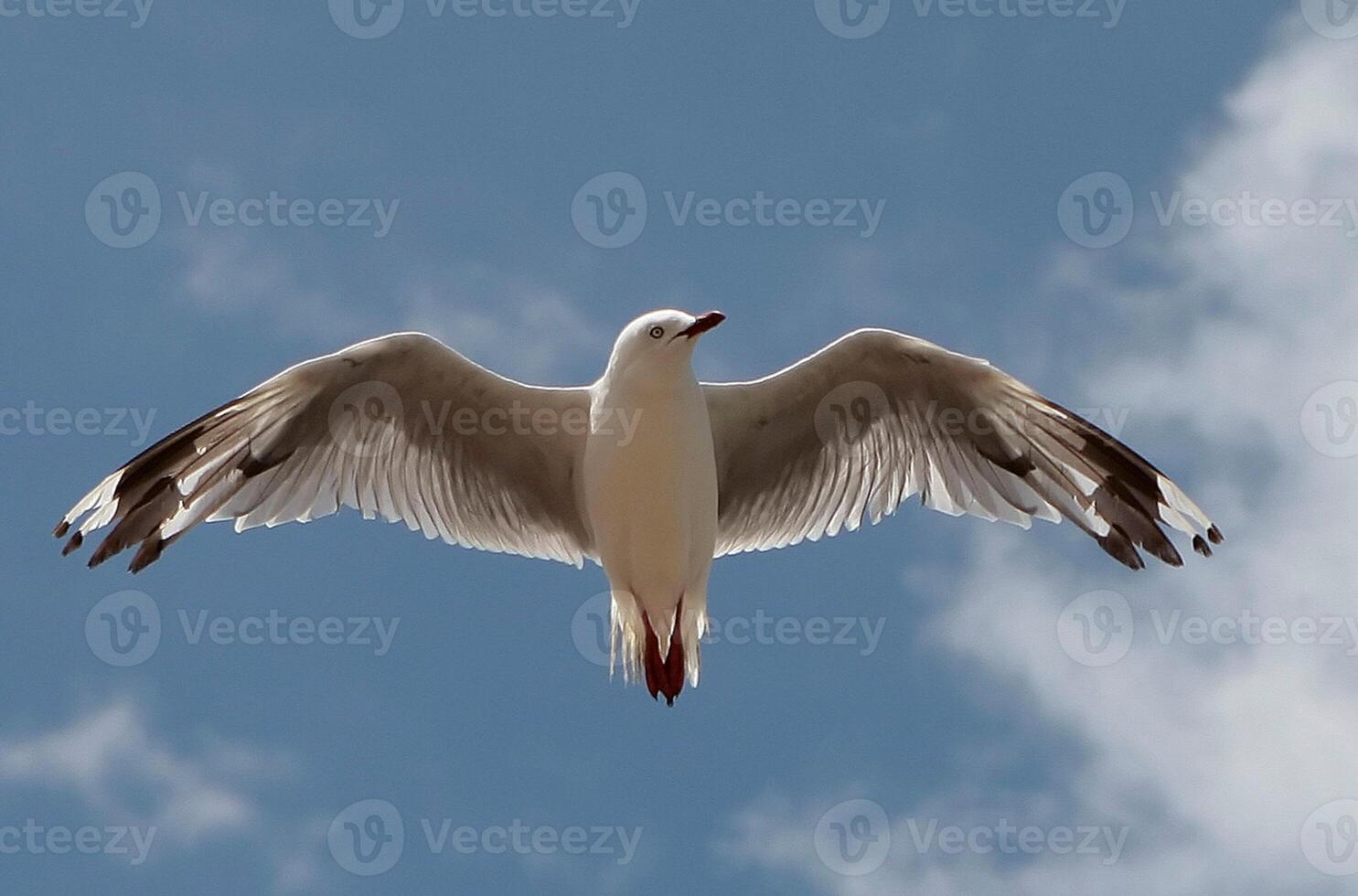 Bird Photography, Bird Picture, Most Beautiful Bird Photography, Nature Photography photo