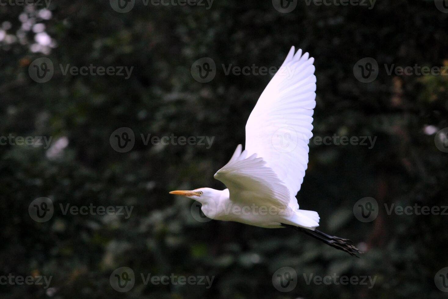 Bird Photography, Bird Picture, Most Beautiful Bird Photography, Nature Photography photo