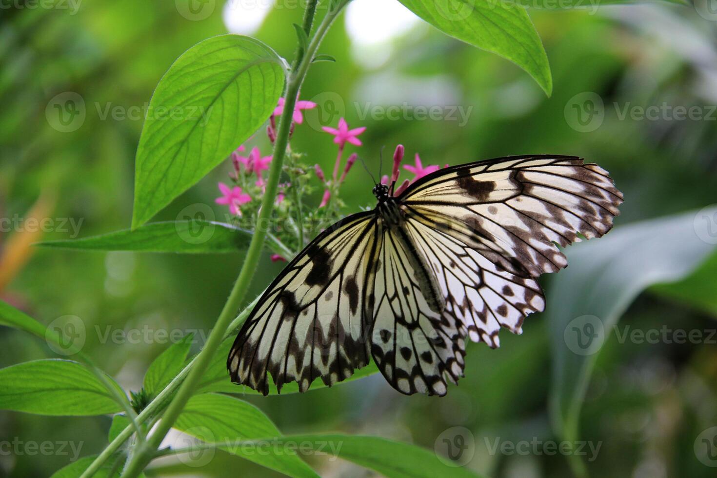 monarca, hermosa mariposa fotografía, hermosa mariposa en flor, macro fotografía, bello naturaleza foto