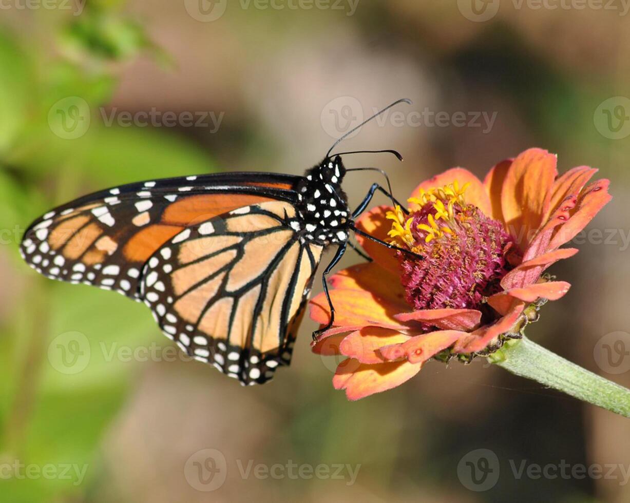 monarca, hermosa mariposa fotografía, hermosa mariposa en flor, macro fotografía, bello naturaleza foto