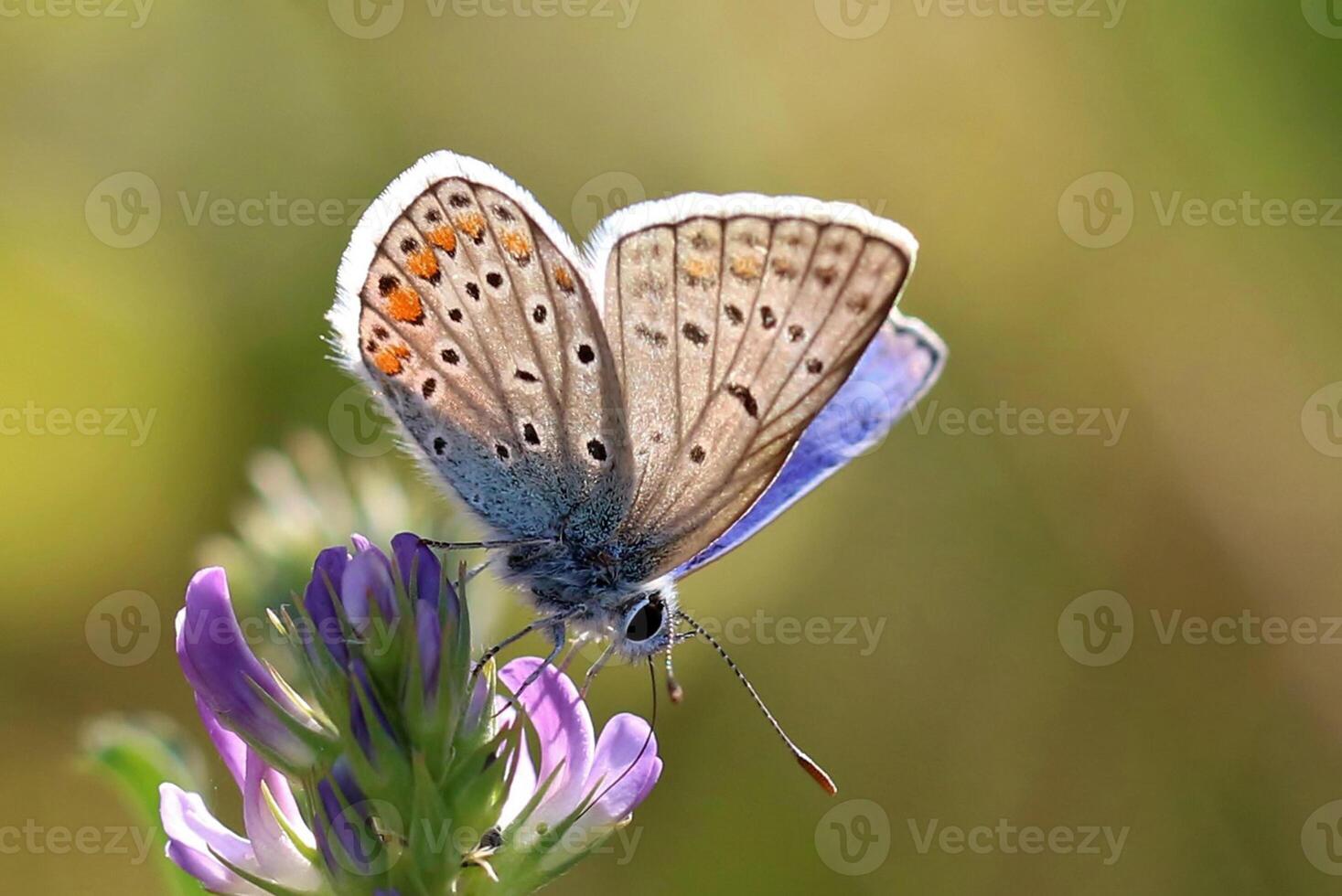 Monarch, Beautiful Butterfly Photography, Beautiful butterfly on flower, Macro Photography, Beautyful Nature photo